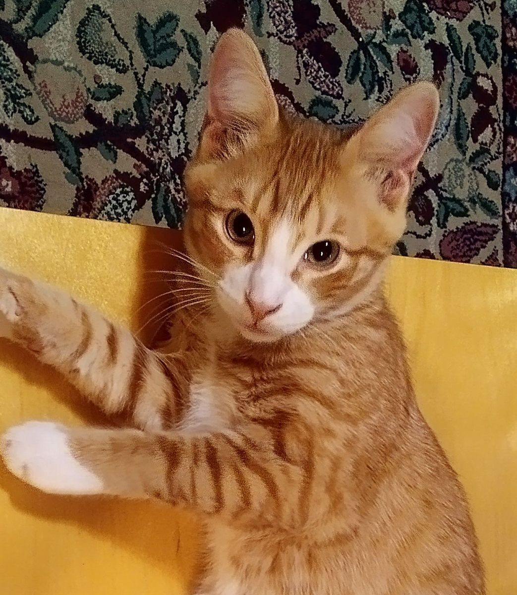 Kittens - Male and Female