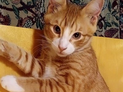 Kittens - Male and Female