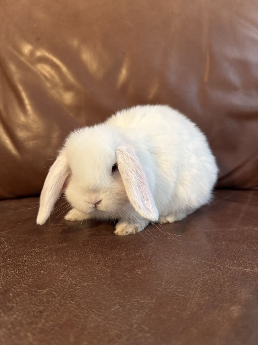 Blue eyed white holland lop bunny