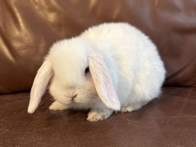 Blue eyed white holland lop bunny