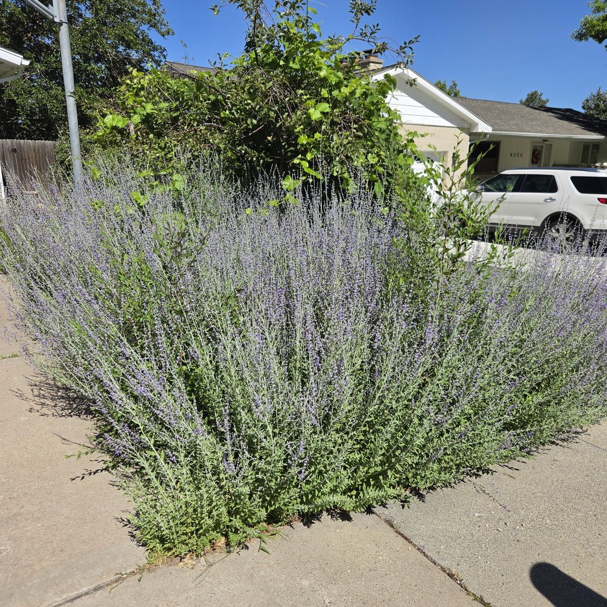 FREE Russian Sage Plants.