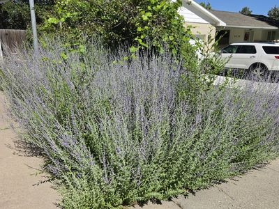 FREE Russian Sage Plants.