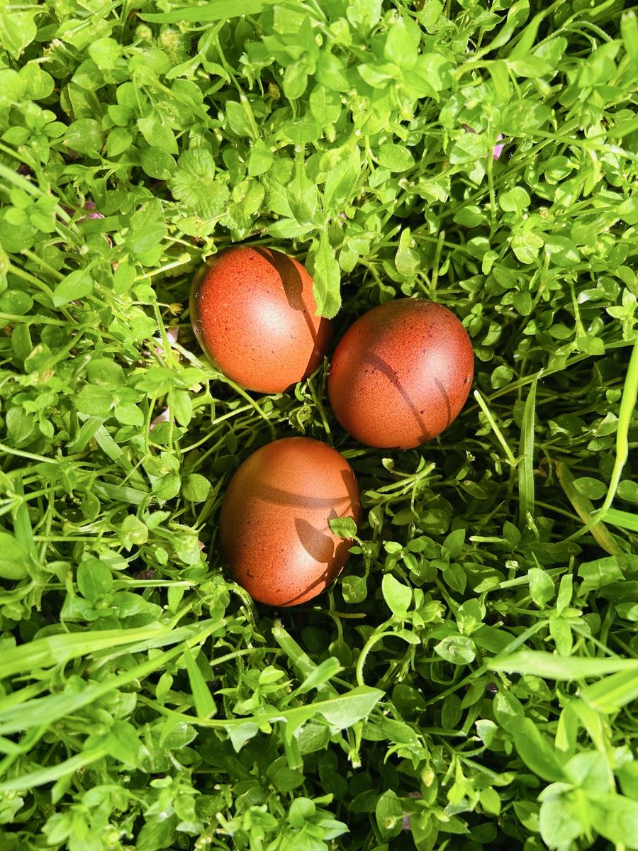 Black Copper Marans fertilized eggs