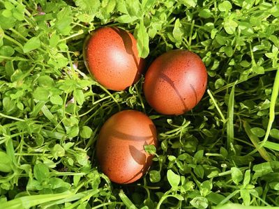 Black Copper Marans fertilized eggs