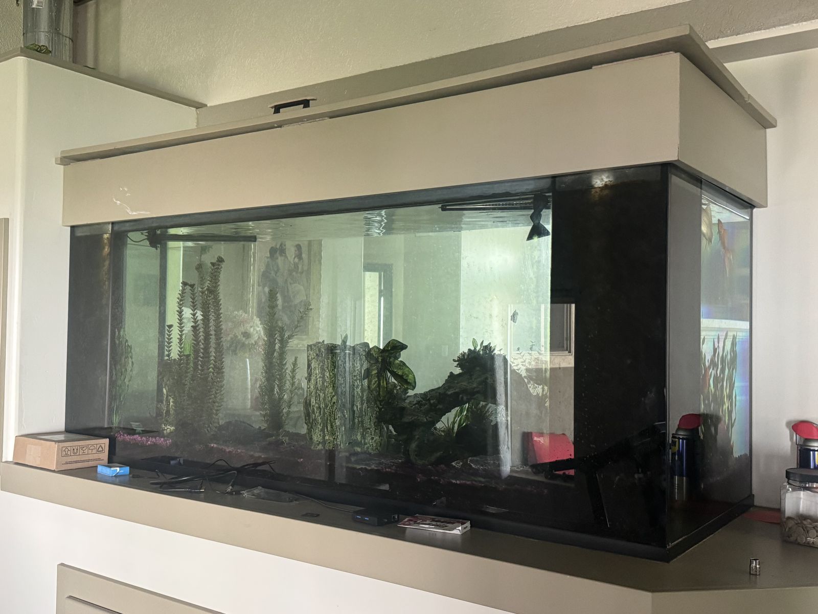 Mature fish for sale