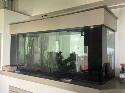 Mature fish for sale