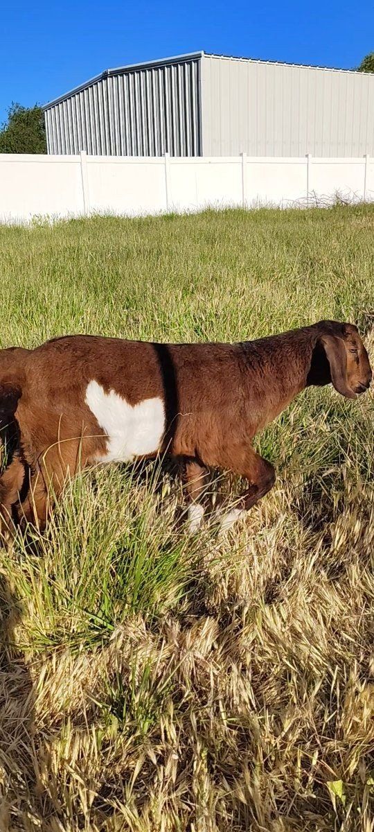Boer Bucklings