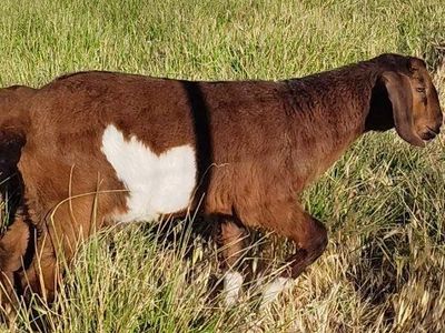 Boer Bucklings