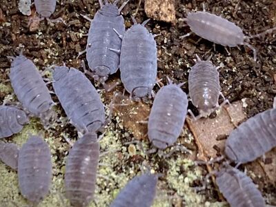 Powder Blue Isopods 25 For $10