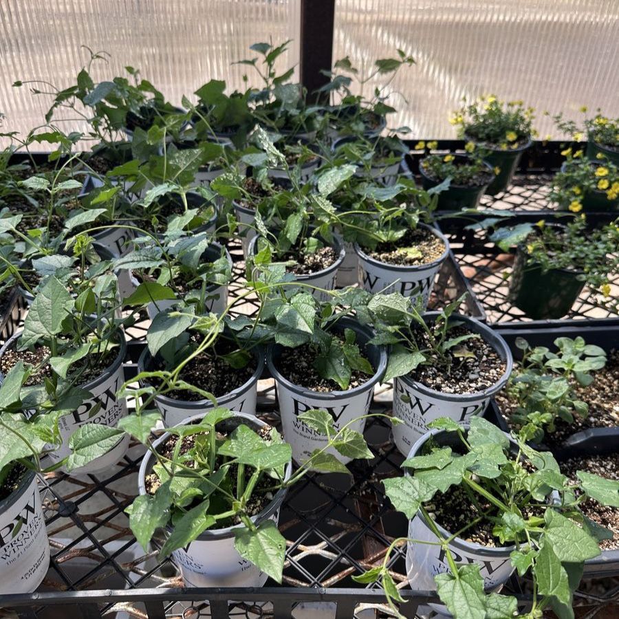 THUNBERGIA climbing plant annual)