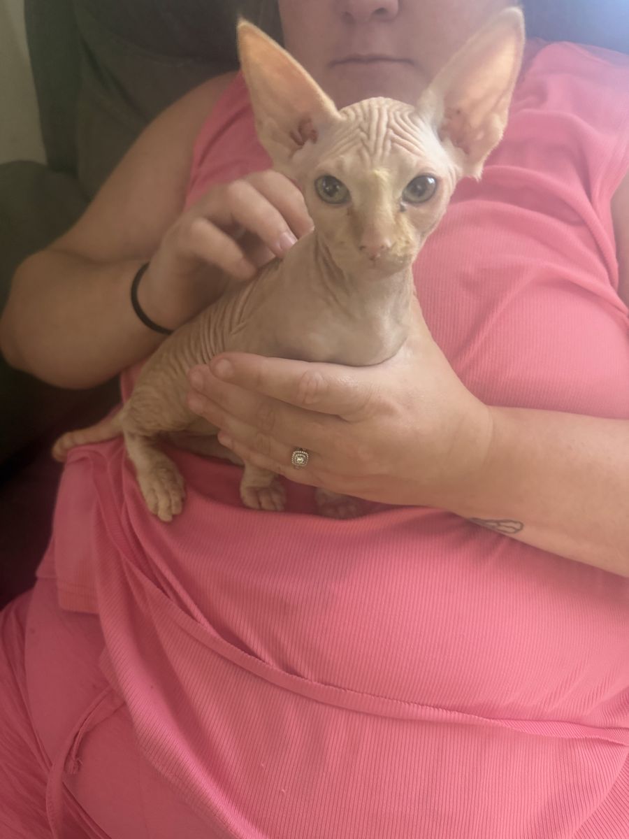 Sphinx kitten