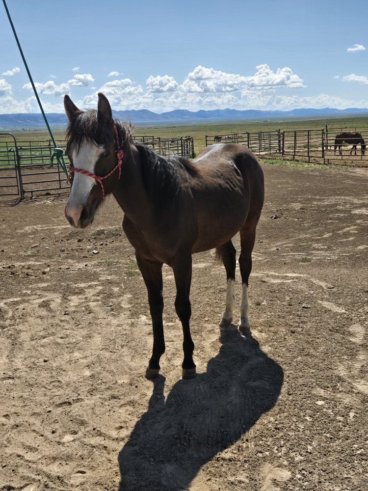 Flashy 2025 gelding