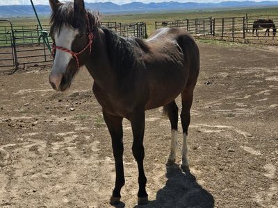 Flashy 2025 gelding