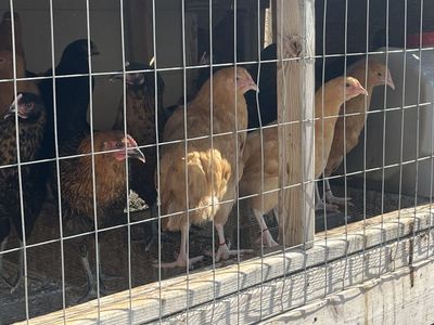 Beautiful Pullet hens - Bl copper Maran, cinnamon queen, black sx link, leghorn