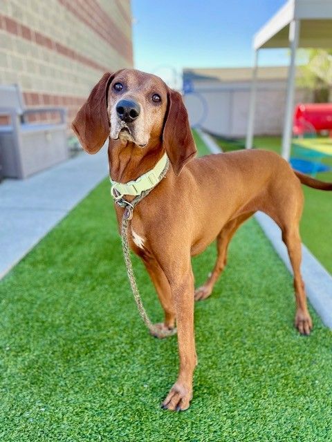 A100427 Eden is Available for Adoption!