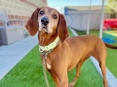 A100427 Eden is Available for Adoption!