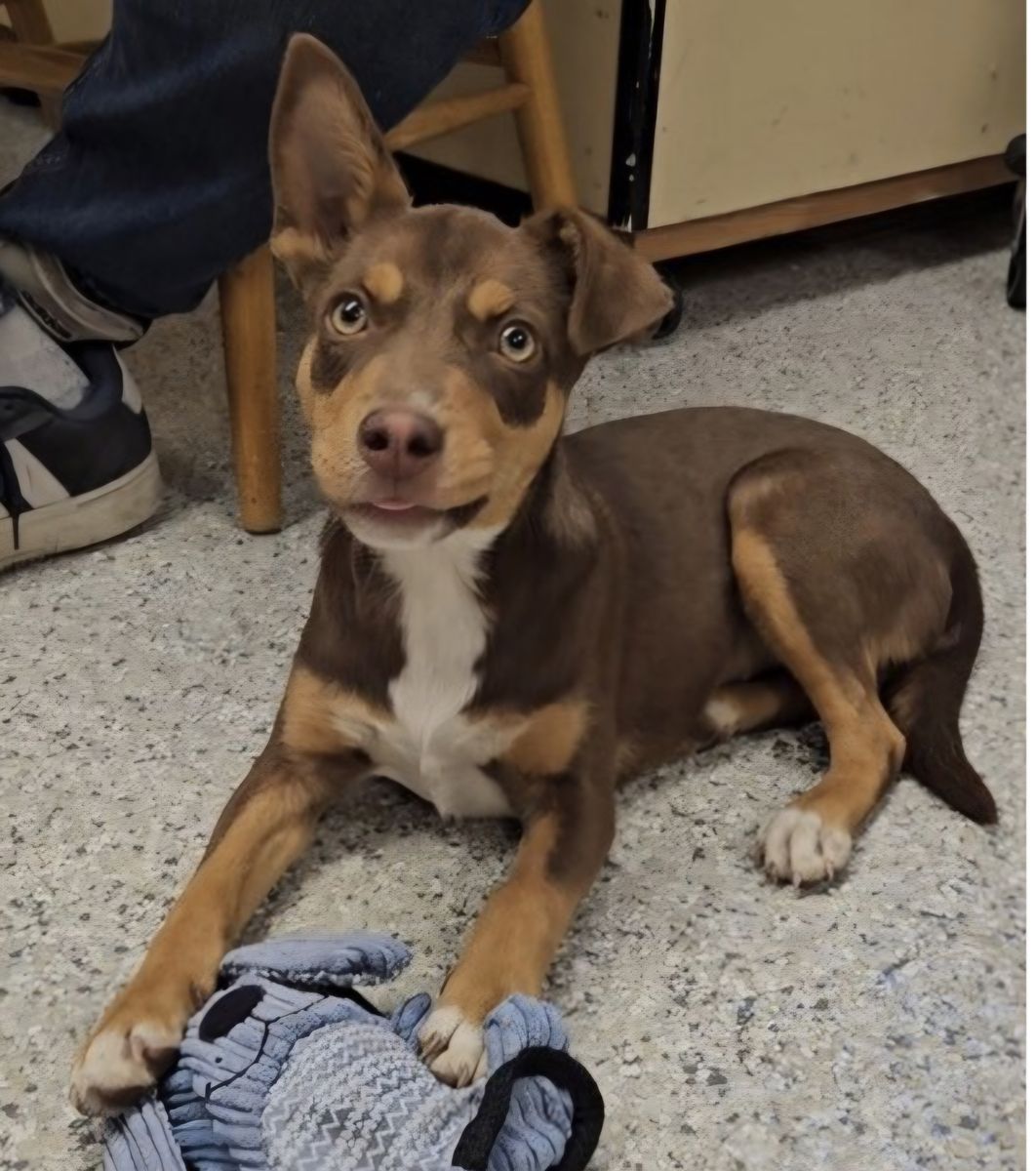 Casey, 11 month min pin mix