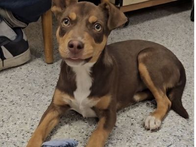 Casey, 11 month min pin mix