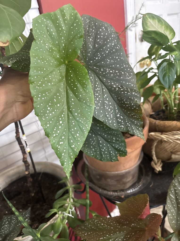 Polca Dot Begonia $ 25.00