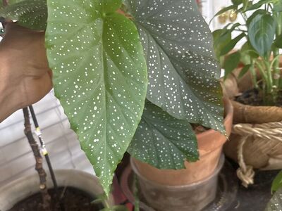 Polca Dot Begonia $ 25.00