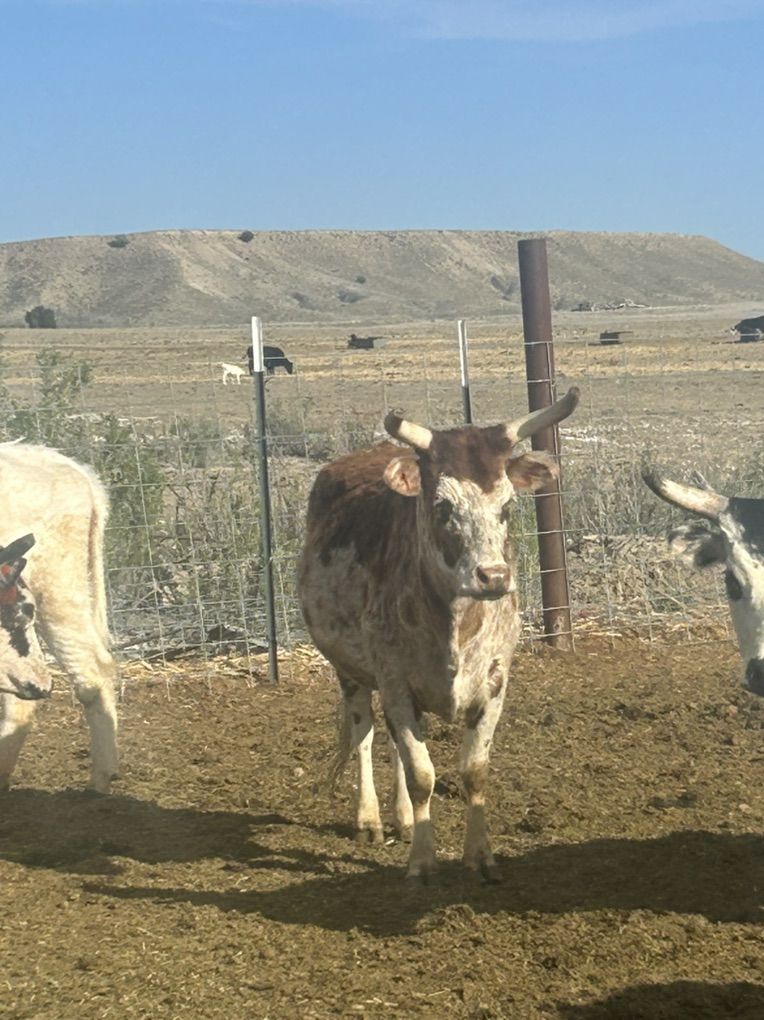 Miniature Longhorn Heifers