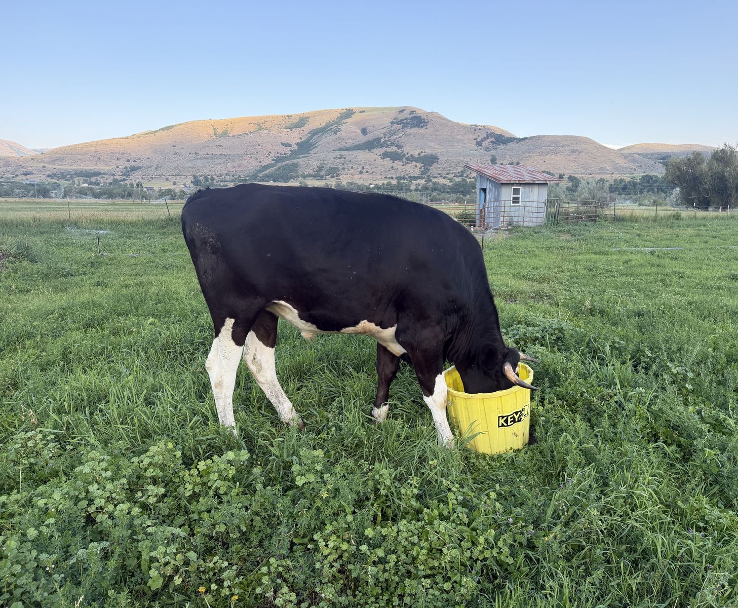 Holstein Beef Steer - No added hormones or antibiotics - Butcher date secured July 30