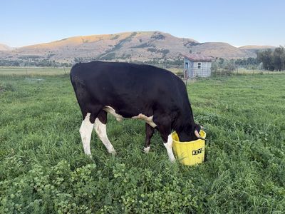 Holstein Beef Steer - No added hormones or antibiotics - Butcher date secured July 30