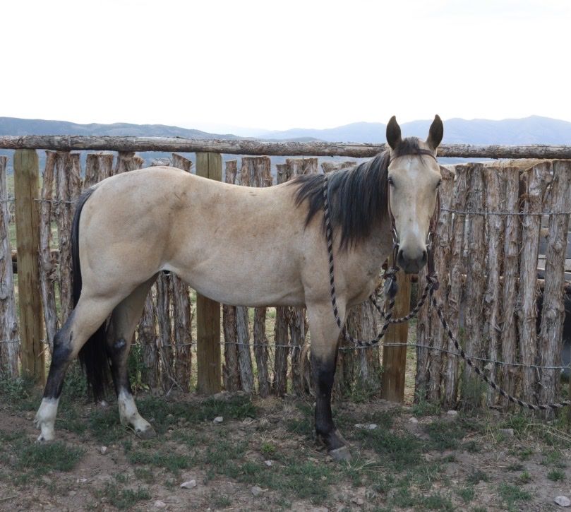 AQHA 2-year-old Buckskin Gelding