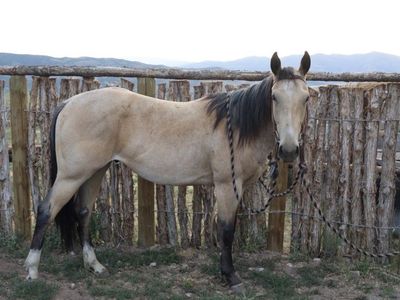 AQHA 2-year-old Buckskin Gelding