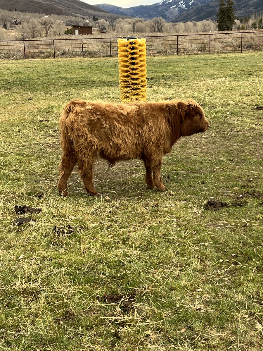 Scottish Highland Bull Calf