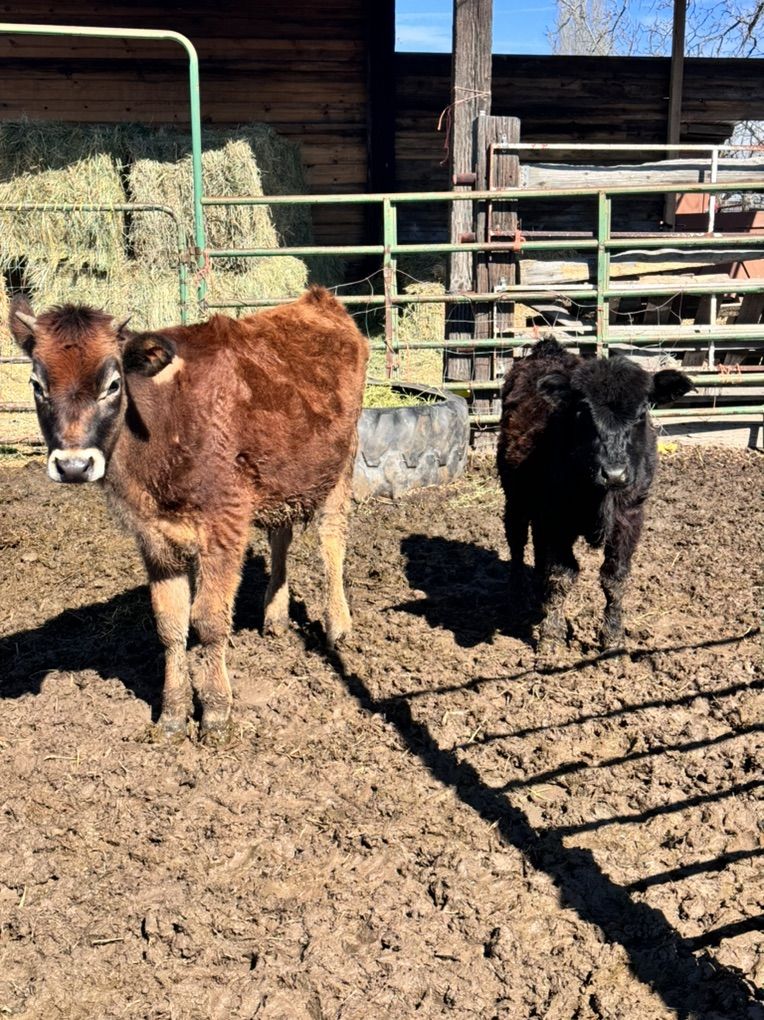 Mini Black Bull Calf