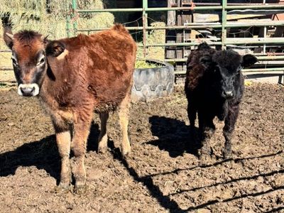 Mini Black Bull Calf