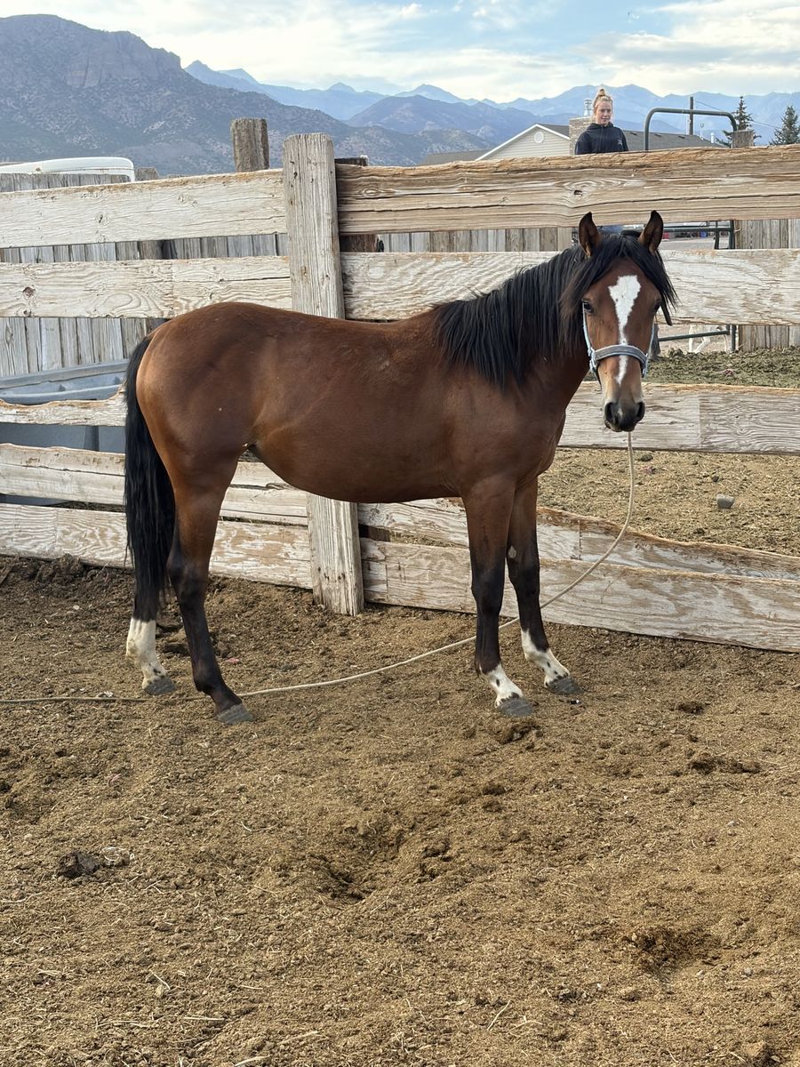 Bay and dun horse