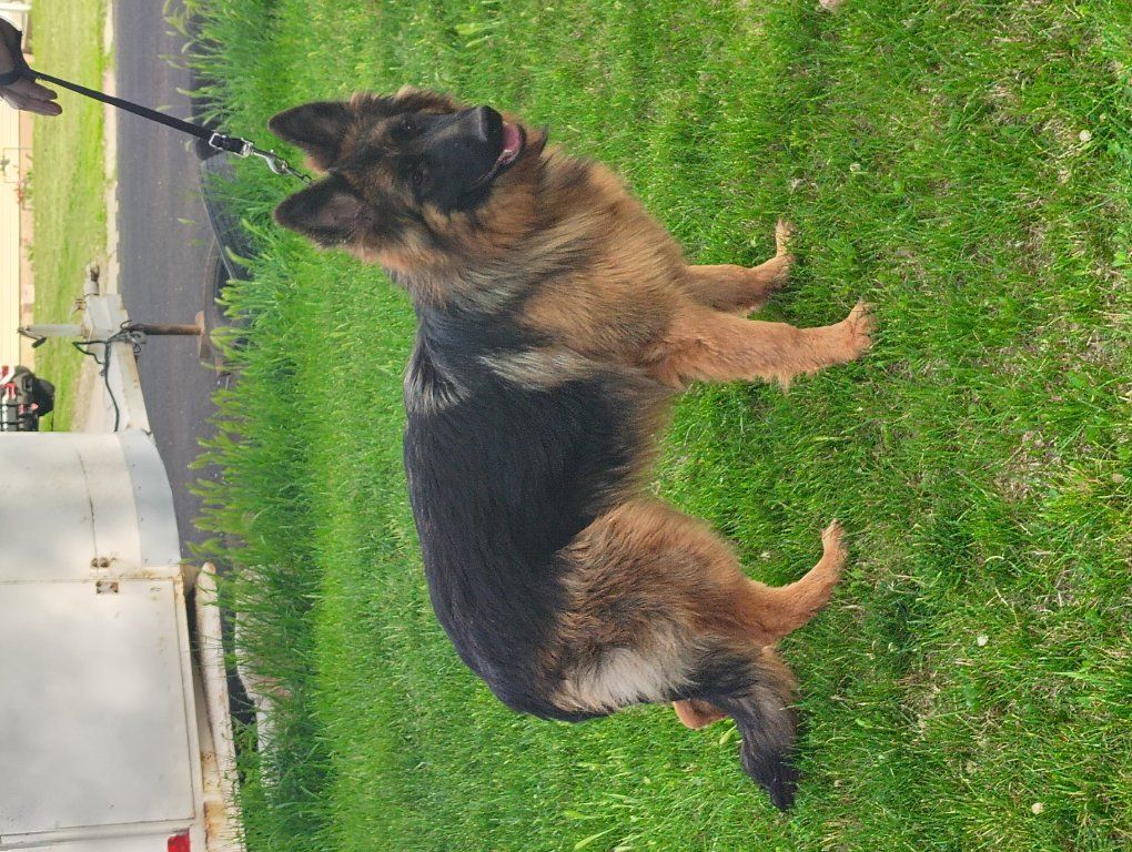 AKC German Shepherd female