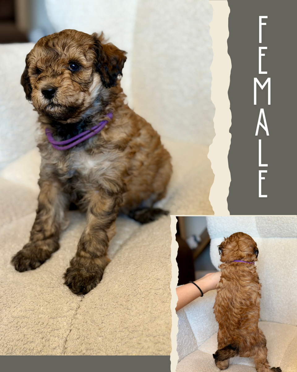 Mini-Medium Goldendoodles