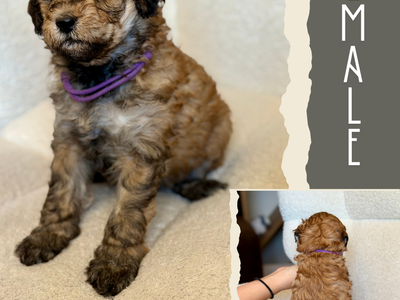 Mini-Medium Goldendoodles