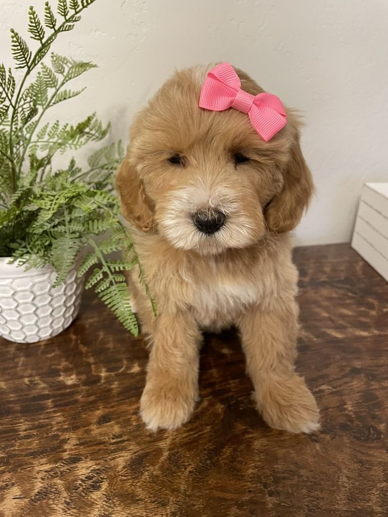 Micro/mini Goldendoodle Girl, Ready Now