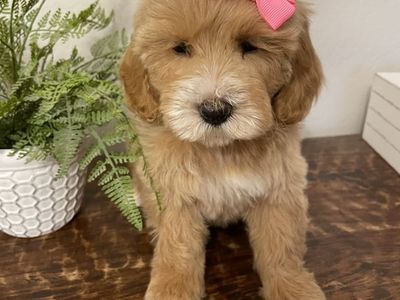 Micro/mini Goldendoodle Girl, Ready Now