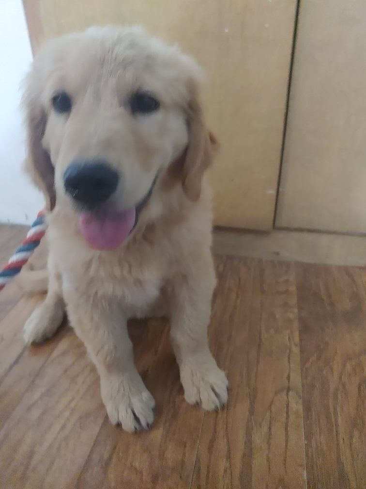 Adorable. male Golden Retriever Puppy - Ready for a Loving Home!