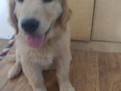 Adorable. male Golden Retriever Puppy - Ready for a Loving Home!