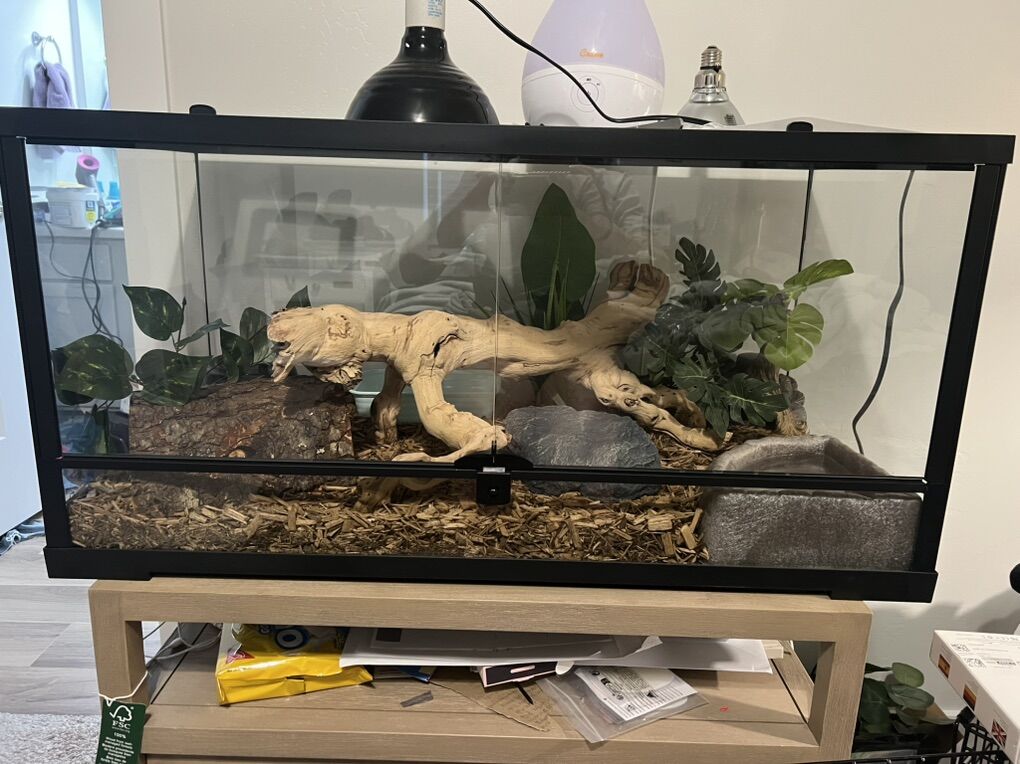 Ball Python With Enclosure
