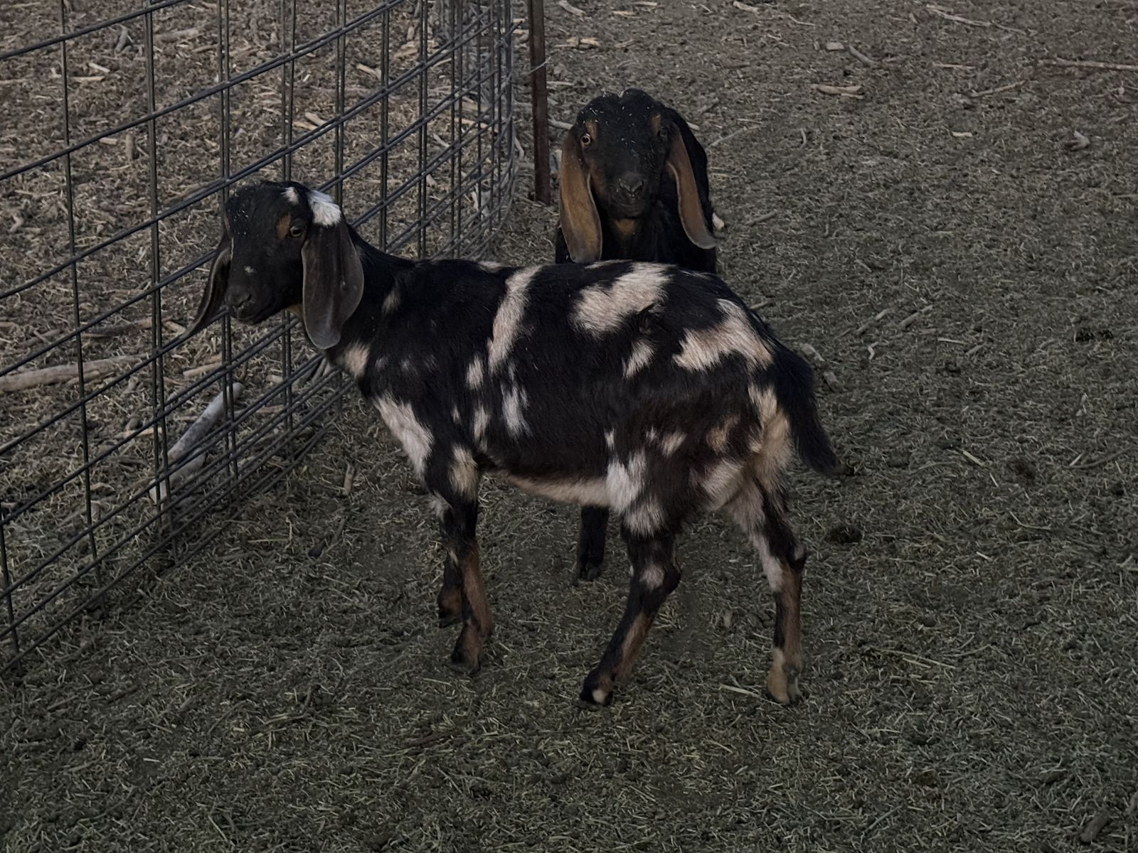 5 Month Old spotted Nubian Buck