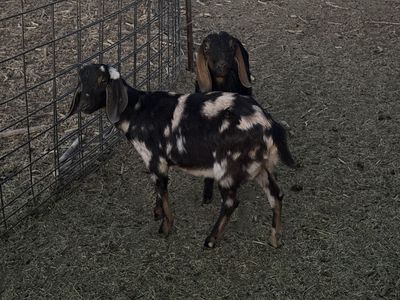 5 Month Old spotted Nubian Buck