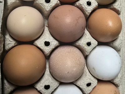 Organic farm fresh unwashed chicken eggs