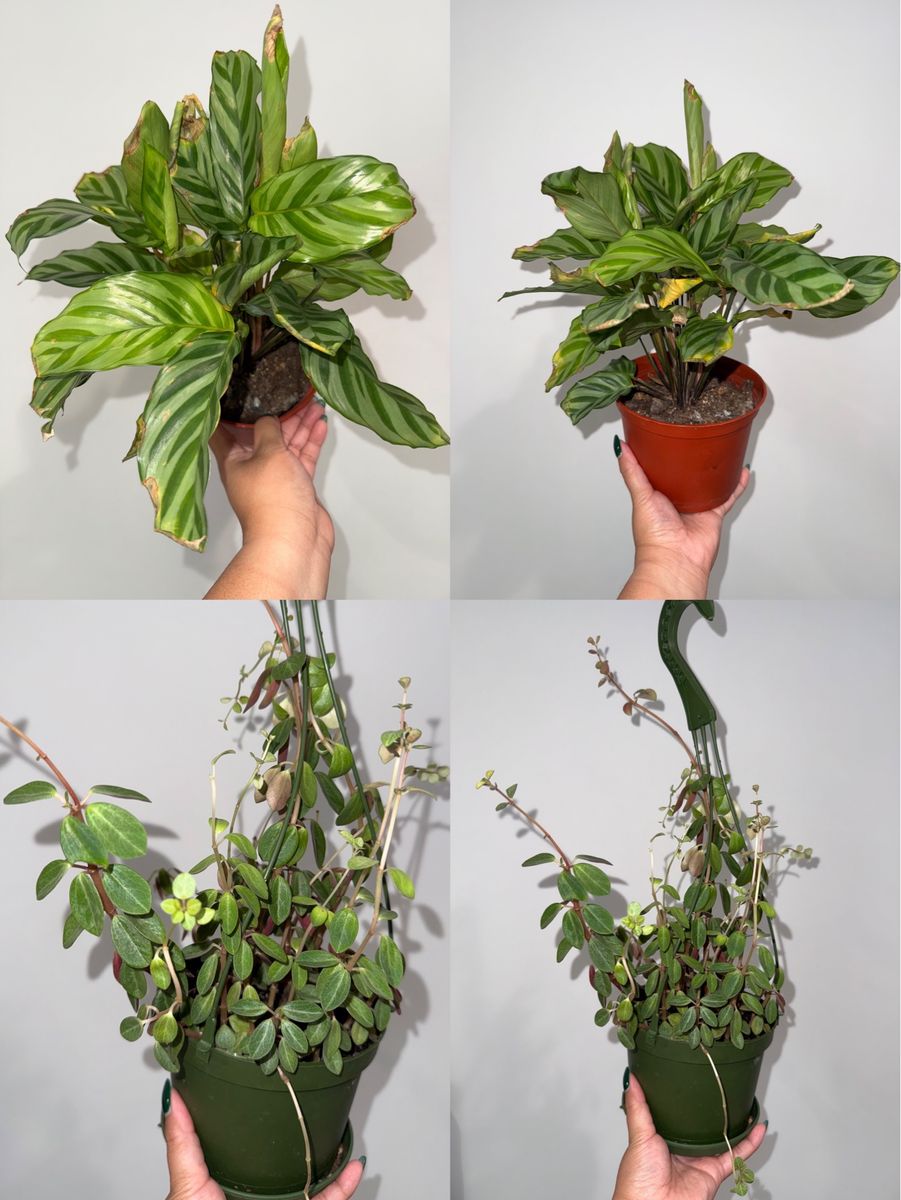 Plant Bundle