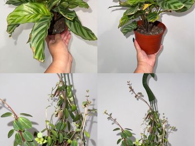 Plant Bundle