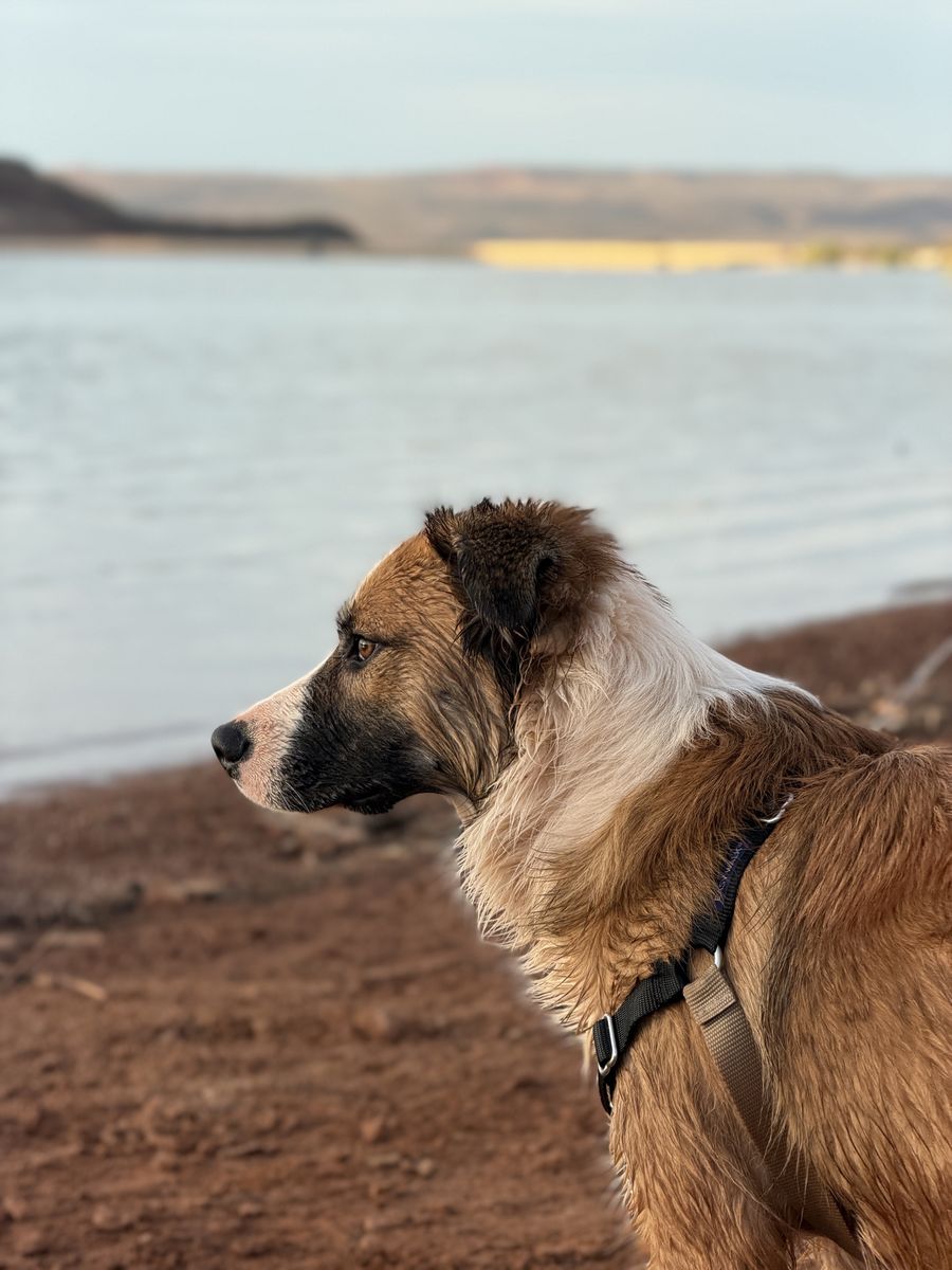 Amazing dog for rehome