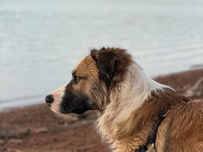 Amazing dog for rehome