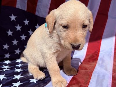 Goldendoodle Lab Puppies