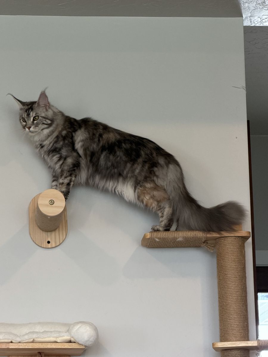 Maine coon female - CFA - 8 months